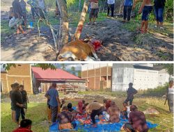 Desa Toari Terdapat 10 Ekor Sapi Kurban Oleh Masyarakat