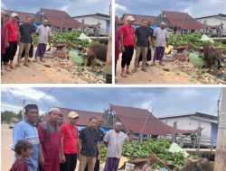 DPC Partai Gerindra Kolaka, Serahkan Bantuan Sapi Kurban Ke KEKAR BAJO Kabupaten Kolaka