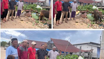 DPC Partai Gerindra Kolaka, Serahkan Bantuan Sapi Kurban Ke KEKAR BAJO Kabupaten Kolaka