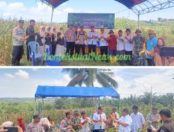 Sukseskan Program Ketapang Presiden Prabowo, BUMDES Langgosipi Berhasil Panen Jagung Binaan Polsek Watubangga dan Pemerintah Desa