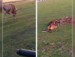 SEGEMA Kecam Pemda Bombana, Soroti Dinas Peternakan yang Dinilai Abai terhadap Wabah virus Hewan Ternak Warga Poleang Selatan