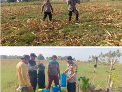 Persiapan Wakapolri Tanam Jagung, Kapolsek Watubangga Benahi Lahan di Watubangga